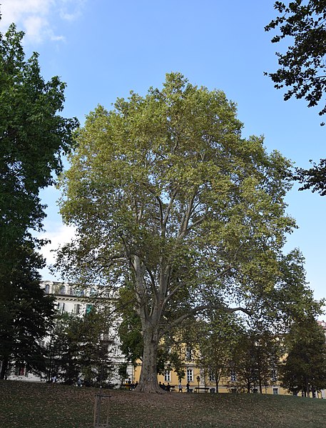 File:Platano comune Giardini Cavour.jpg