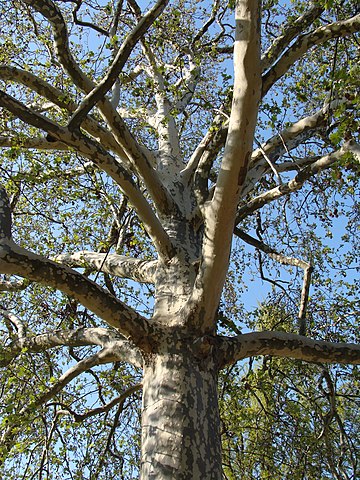 branches, a week later, it's really spring !!