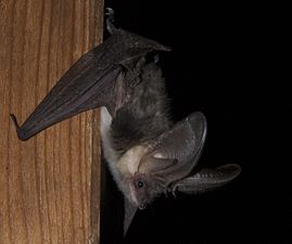 Long-Eared Bat Plecotus macrobullaris (אוזנן)