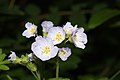 Polemonium californicum