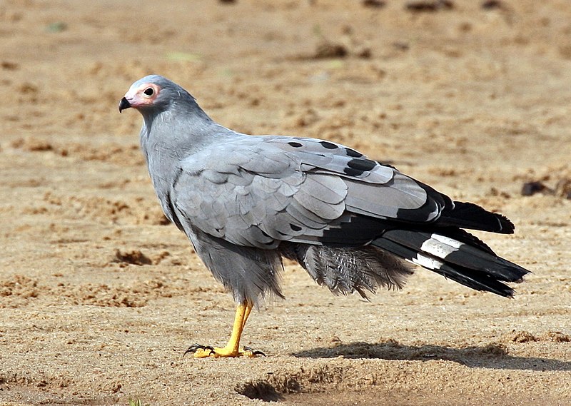 File:Polyboroides typus -near Sand River Selous, Selous Game Reserve, Tanzania-8, crop.jpg