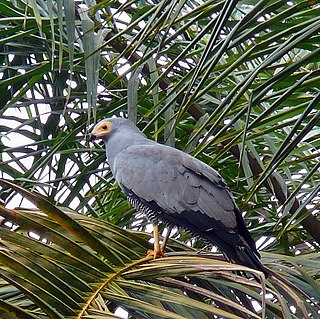 <i>Polyboroides</i> Genus of birds