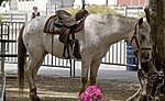 Vignette pour Poney des Amériques