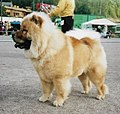 Chow Chow, Rough-haired, red