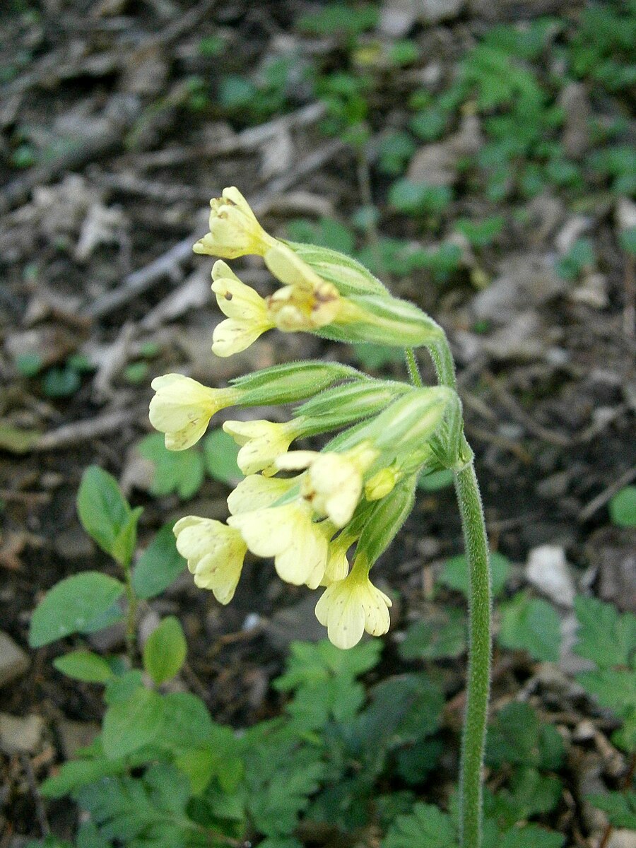 Примула urumiensis