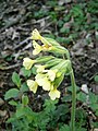 Primula elatior