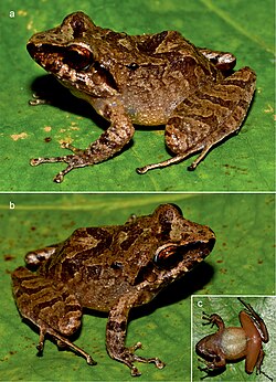 Pristimantis symptosus (10.3897-zse.98.84963) Figure 9.jpg