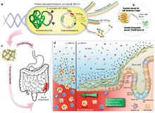 Genetically engineered probiotics as living medicines to treat intestinal inflammation. a Genetically engineered E. coli Nissle 1917 (EcN) with csg (curli) operon deletion (PBP8 strain) containing plasmids encoding a synthetic curli operon capable of producing chimeric CsgA proteins (yellow chevrons with appended bright green domains), which are secreted and self-assembled extracellularly into therapeutic curli hybrid fibers. b CsgA (yellow), the main proteinaceous component of the E. coli biofilm matrix, was genetically fused to a therapeutic domain--in this case, TFF3 (PDB ID: 19ET, bright green), which is a cytokine secreted by mucus-producing cells. The flexible linker (black) includes a 6xHis tag for detection purposes. c Engineered bacteria are produced in bulk before delivery to the GI tract. A site of colonic inflammation is highlighted in red. d Interaction of E. coli and the colonic mucosa. Inflammatory lesions in IBD result in loss of colonic crypt structure, damage to epithelial tissue, and compromised barrier integrity (left panel, (-) E. coli). The resulting invasion of luminal contents and recruitment of immune cells to the site exacerbates the local inflammation. The application of E. coli (right panel, (+) E. coli) reinforces barrier function, promotes epithelial restitution, and dampens inflammatory signaling to ameliorate IBD activity. Probiotic-associated therapeutic curli hybrids (PATCH).pdf