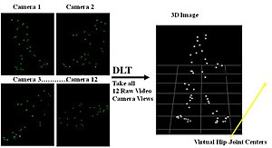 Biomechanik: Geschichte, Grundlagen, Forschungsgebiete