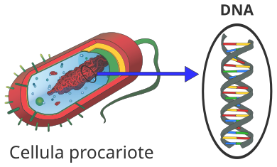 Il DNA, che porta istruzioni genetiche, risiede nel nucleo