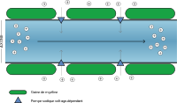 Axone: Structure, Axone modèle, Mise en place