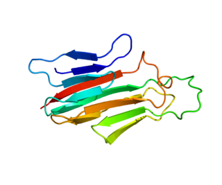 TNFSF18 Protein-coding gene in the species Homo sapiens