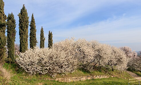 Prunus amygdalus Habitus