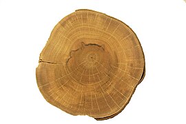 Thuja cross section of trunk