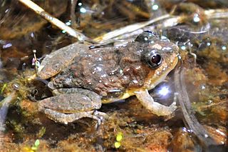 <i>Pseudopaludicola canga</i> Species of frog