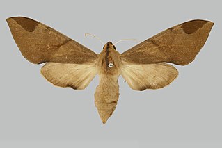 <i>Pseudopolyptychus</i> Genus of moths