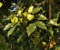 Fruits and leaves