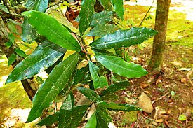 Pycnandra acuminata.