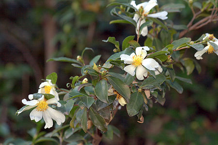 Pyrenaria microcarpa