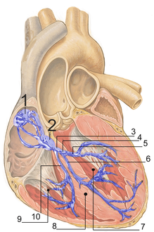القلب; جهاز التوصيل. 1. العقدة الجيبية الأذينية. 2. العقدة الأذينية البطينية. 3. حزمة هيس. 8. الحاجز