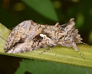 <i>Rachiplusia</i> Genus of moths