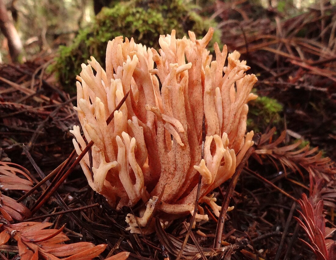 Ramaria sandaracina