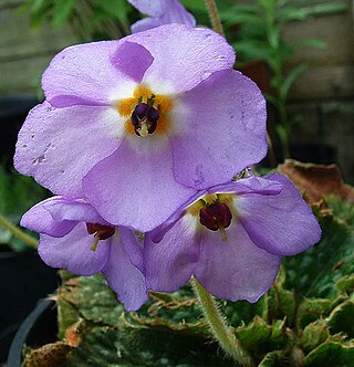 <i>Ramonda serbica</i> Species of flowering plant