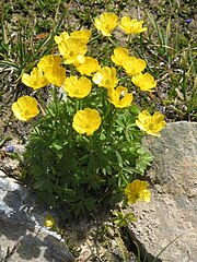 Ranunculus montanus[en]*