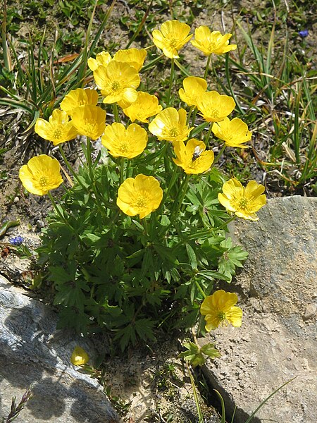 File:Ranunculus montanus01.jpg