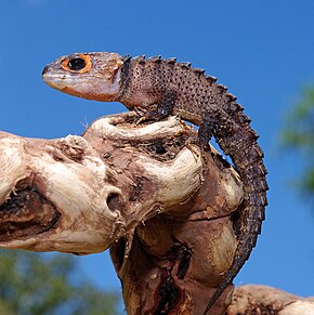 A vörös szemű krokodil Skink.jpg kép leírása.