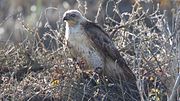 Thumbnail for File:Red-tailed Hawk (leucistic) - Pt Reyes - Marin - CA - 2015-10-20at12-47-4013 (22389991178).jpg