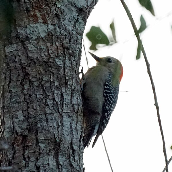 File:Red-vented (yucatan) Woodpecker (16577034576).jpg