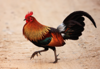 Bankiva chicken (rooster)