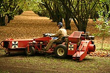 A sweeper gathers hazelnuts in an orchard Redsweeper.jpg