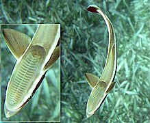 Remora Wikipedia