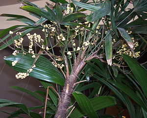 Rhapis excelsa