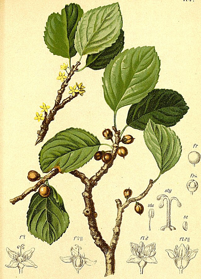 Rhamnus pumila Turra.