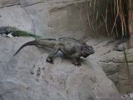 Fișier: Rhinoceros iguana colchester zoo.ogv