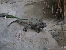 پرونده: Rhinoceros iguana colchester zoo.ogv