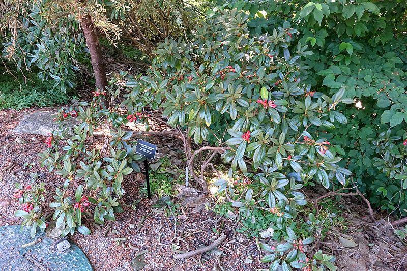 File:Rhododendron haematodes - VanDusen Botanical Garden - Vancouver, BC - DSC07067.jpg