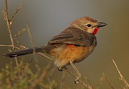 Roodbuikklauwier