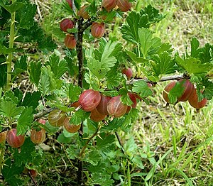 Ribes uva-crispa5 ies.jpg