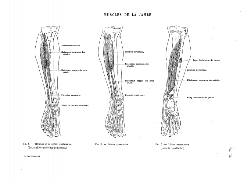 File:Richer - Anatomie artistique, 2 p. 72.png