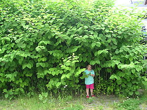 Japanese knotweed (Fallopia japonica), typical population