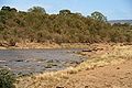 Gnous sur le point de traverser la rivière Mara