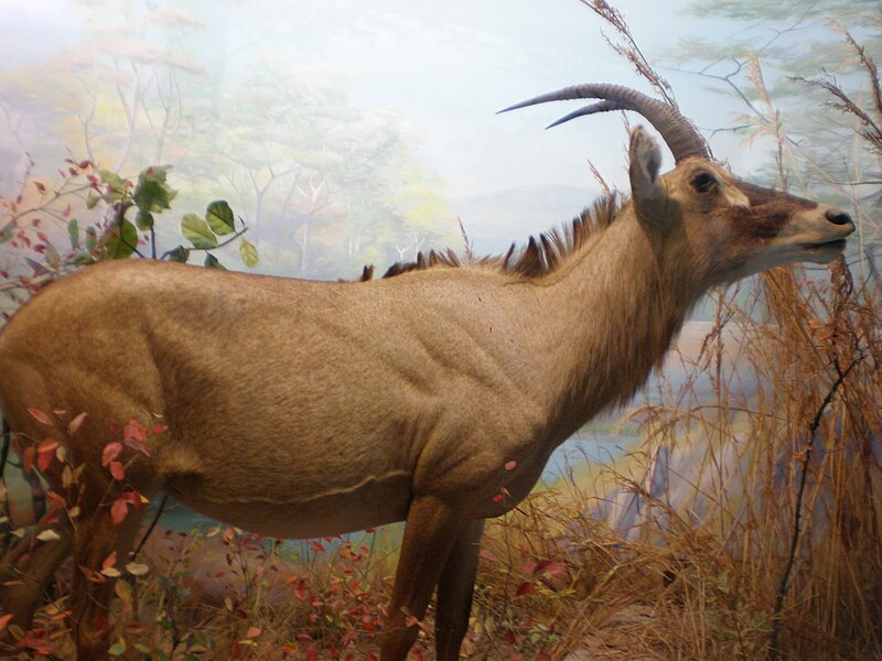 File:Roan Antelope 2 CAS.JPG