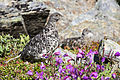Rock Ptarmigan and Chicks (2) - Lagopus muta (21459416606).jpg