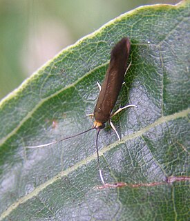 <i>Roeslerstammia erxlebella</i> Species of moth
