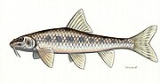 Thumbnail for White-finned gudgeon