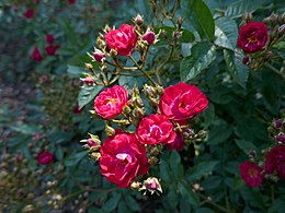 'Dopey', de Ruiter 1954, seedling × 'Robin Hood'